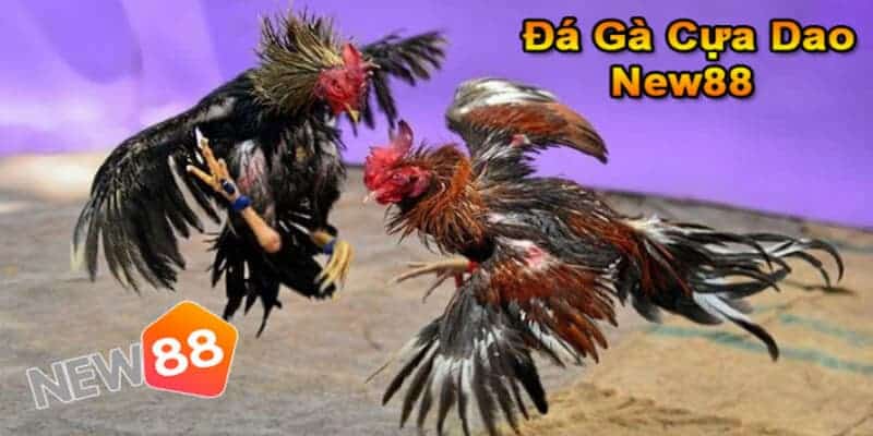 Các hình thức phổ biến trong đá gà Thomo 